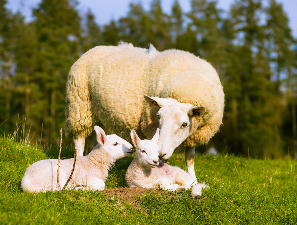 RamGo for Your Flock of Sheep